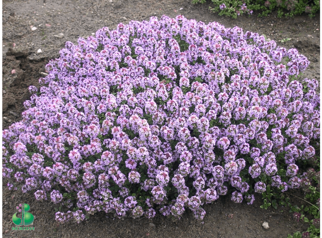 Thymus citriodorus   'Doone Valley'